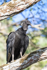 Black vulture in a tree in the Carara National Park in Costa Rica