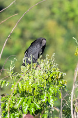 Black vulture in a tree in the Carara National Park in Costa Rica