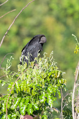 Black vulture in a tree in the Carara National Park in Costa Rica