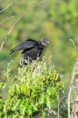 Black vulture in a tree in the Carara National Park in Costa Rica