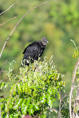 Black vulture in a tree in the Carara National Park in Costa Rica