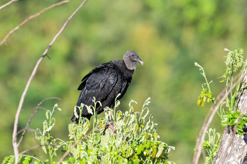 Black vulture in a tree in the Carara National Park in Costa Rica