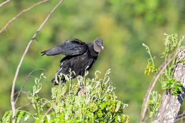 Black vulture in a tree in the Carara National Park in Costa Rica