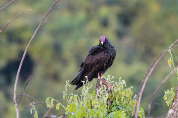 Turkey vulture on a tree in the Carara National Park in Costa Rica