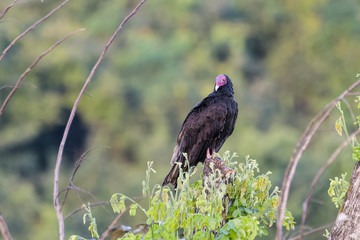 Turkey vulture on a tree in the Carara National Park in Costa Rica