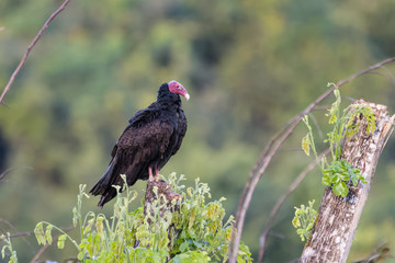 Turkey vulture on a tree in the Carara National Park in Costa Rica