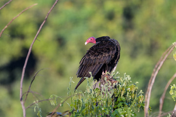 Turkey vulture on a tree in the Carara National Park in Costa Rica