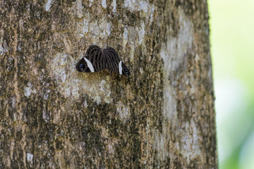 Butterfly on a tree in the Carara national park in Costa Rica