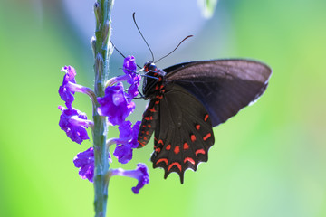 Tropical butterfly on a flower in the Carara National Park in Costa Rica