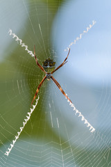 Argiope spider in its web in the Carara National Park in Costa Rica