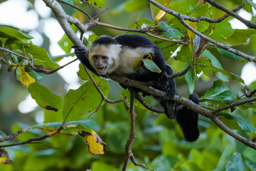 Wild capuchin monkey in an almond tree in the Carara national park in Costa Rica