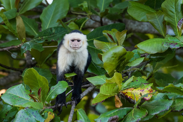 Wild capuchin monkey in an almond tree in the Carara national park in Costa Rica