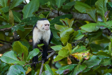 A wild capuchin monkey in an almond tree in the Carara National Park in Costa Rica
