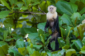 A wild capuchin monkey in an almond tree in the Carara National Park in Costa Rica