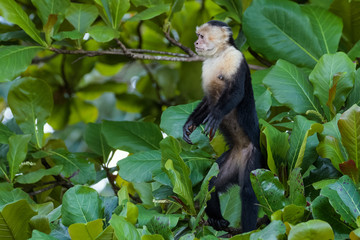 A wild capuchin monkey in an almond tree in the Carara National Park in Costa Rica