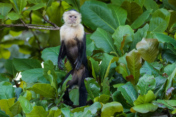 A wild capuchin monkey in an almond tree in the Carara National Park in Costa Rica