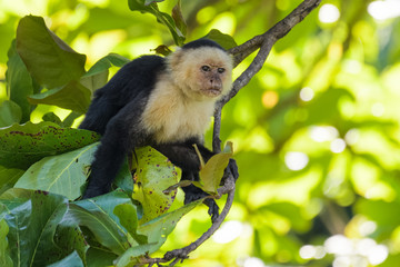 A wild capuchin monkey in an almond tree in the Carara National Park in Costa Rica