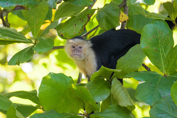A wild capuchin monkey in an almond tree in the Carara National Park in Costa Rica