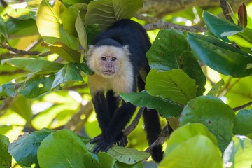 A wild capuchin monkey in an almond tree in the Carara National Park in Costa Rica