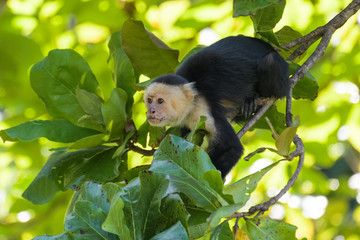 A wild capuchin monkey in an almond tree in the Carara National Park in Costa Rica