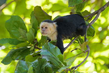 A wild capuchin monkey in an almond tree in the Carara National Park in Costa Rica