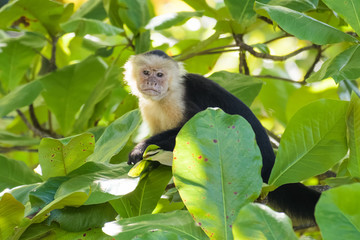 A wild capuchin monkey in an almond tree in the Carara National Park in Costa Rica
