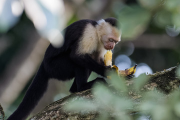 A wild capuchin monkey eating a banana in a tree in the Carara National Park in Costa Rica