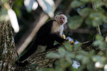 A wild capuchin monkey eating a banana in a tree in the Carara National Park in Costa Rica