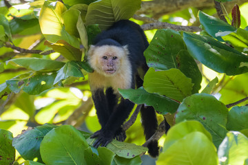A wild capuchin monkey in an almond tree in the Carara National Park in Costa Rica