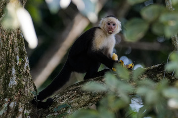 A wild capuchin monkey eating a banana in a tree in the Carara National Park in Costa Rica