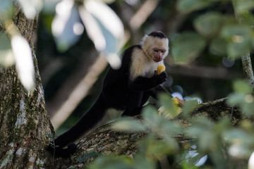 A wild capuchin monkey eating a banana in a tree in the Carara National Park in Costa Rica