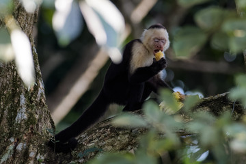 A wild capuchin monkey eating a banana in a tree in the Carara National Park in Costa Rica