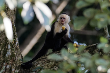 A wild capuchin monkey eating a banana in a tree in the Carara National Park in Costa Rica