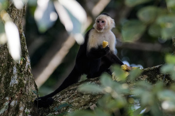 A wild capuchin monkey eating a banana in a tree in the Carara National Park in Costa Rica