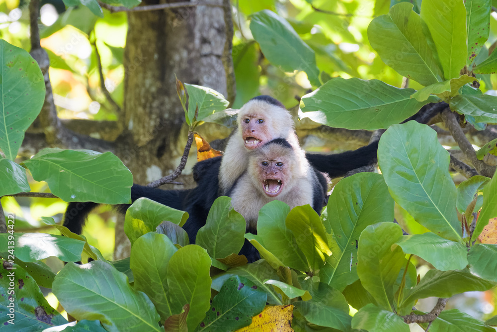 Wall mural A pair of wild capuchin monkeys mating in an almond tree in the Carara national park in Costa Rica