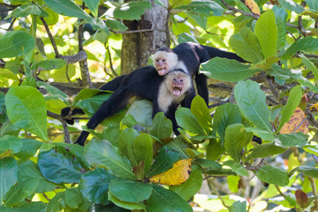 A pair of wild capuchin monkeys in an almond tree in the Carara National Park in Costa Rica