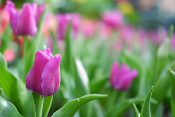 tulip pink color background