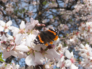 Springtime Butterfly on Cherry Blossoms
