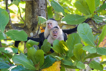 A pair of wild capuchin monkeys mating in an almond tree in the Carara national park in Costa Rica
