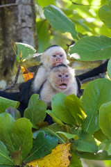 A pair of wild capuchin monkeys mating in an almond tree in the Carara national park in Costa Rica