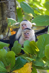 A pair of wild capuchin monkeys mating in an almond tree in the Carara national park in Costa Rica