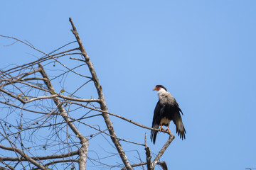 Crested Caracara in a tree above the Tarcoles river in Costa Rica