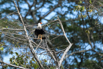 Crested Caracara in a tree above the Tarcoles river in Costa Rica