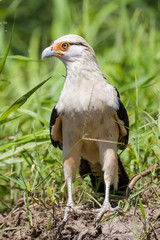 Yellow headed caracara at the Tarcoles river in Costa Rica