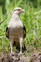 Yellow headed caracara at the Tarcoles river in Costa Rica