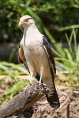 Yellow headed caracara on a log at the Tarcoles River in Costa Rica