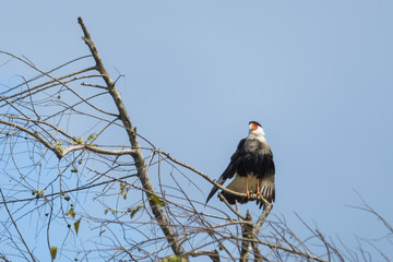 Crested Caracara in a tree above the Tarcoles river in Costa Rica