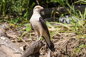 Yellow headed caracara on a log at the Tarcoles River in Costa Rica