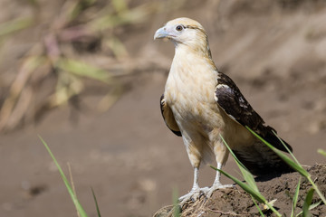 Yellow headed caracara on a log at the Tarcoles River in Costa Rica