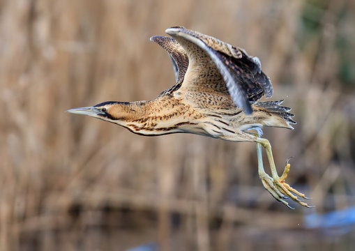 Bittern In Flight